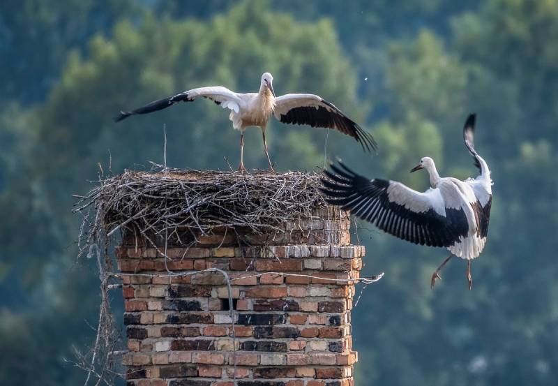 Professional Chimney Animal Removal Services in Baltimore, Maryland
