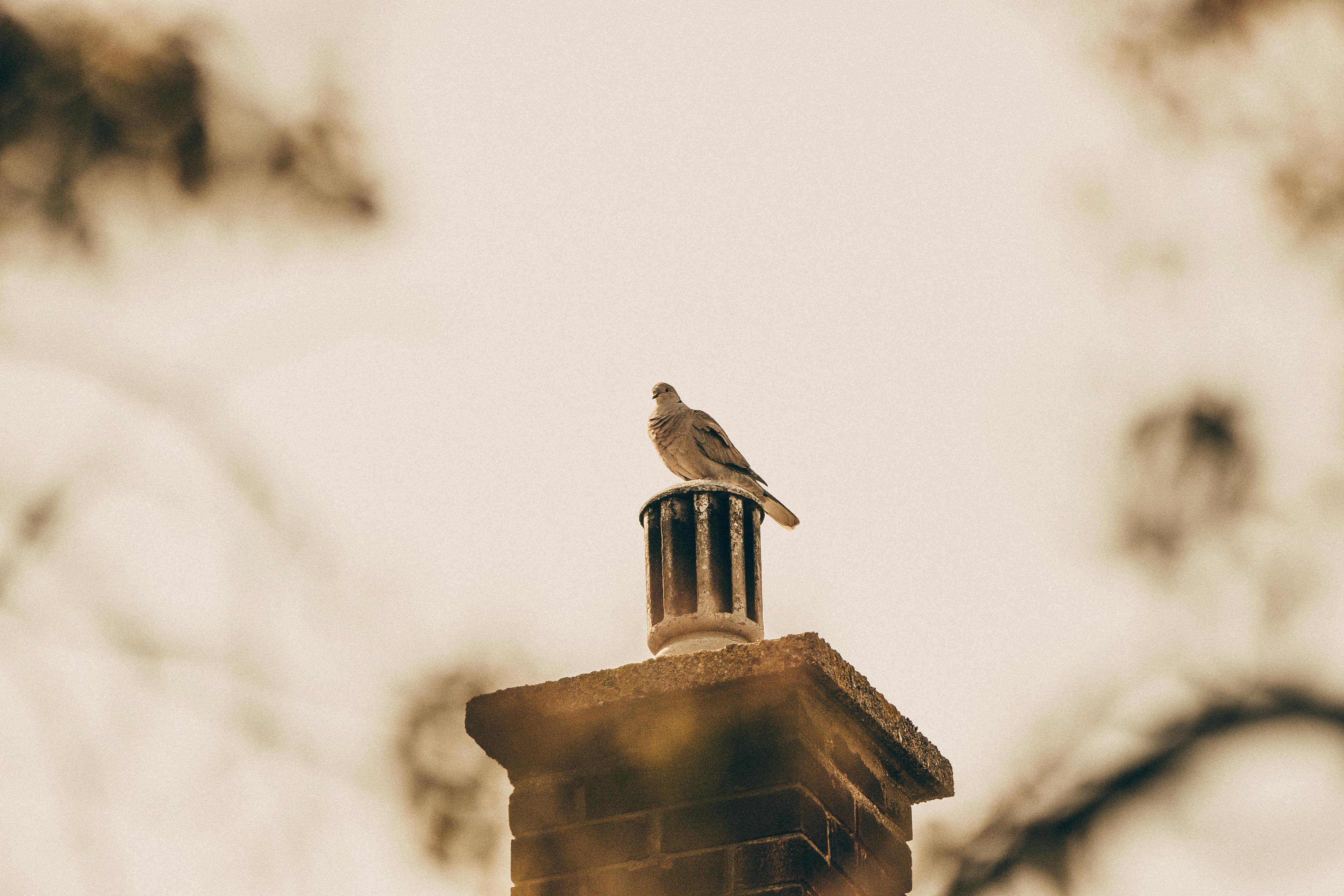 Expert Chimney Cap Installation in Baltimore, Maryland